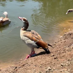 Ramat Gan National Park - Ramat Gan