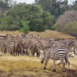 Ramat Gan Safari Aquarium - Ramat Gan