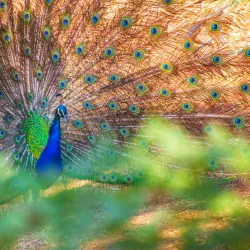 Ramat Gan Safari - Ramat Gan