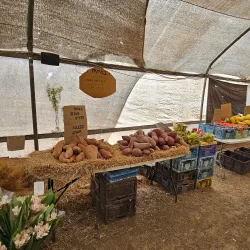 Local Farmers Market - Ramat HaSharon