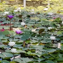 Ramat HaSharon Botanical Garden - Ramat HaSharon