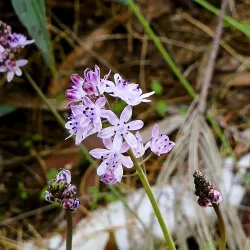 Rehovot Botanical Gardens - Rehovot