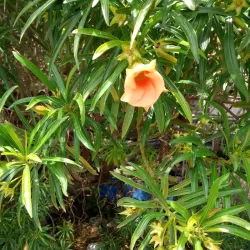 Agricultural Tours - Rumet Heib (Rumat Al-Hieb)