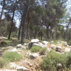 Agricultural Tours - Rumet Heib (Rumat Al-Hieb)