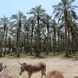 Agricultural Tours - Rumet Heib (Rumat Al-Hieb)