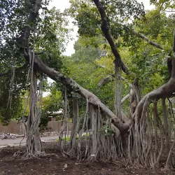 Agricultural Tours - Rumet Heib (Rumat Al-Hieb)