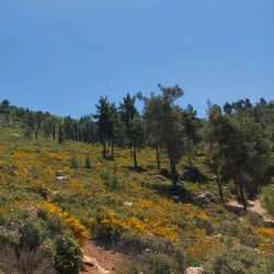 Scenic Viewpoints - Rumet Heib (Rumat Al-Hieb)