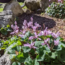 Scenic Viewpoints - Rumet Heib (Rumat Al-Hieb)