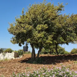 Mount Meron - Safed (Tzefat