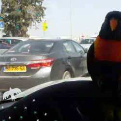 Historic Mosques in Taibe - Taibe