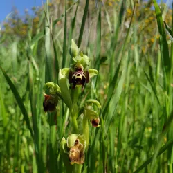 Surrounding Natural Trails - Taibe
