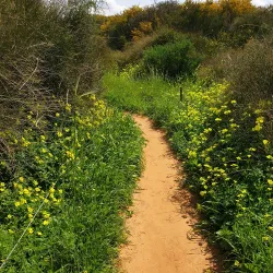 Surrounding Natural Trails - Taibe