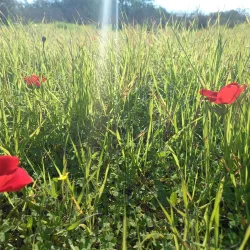 Surrounding Natural Trails - Taibe