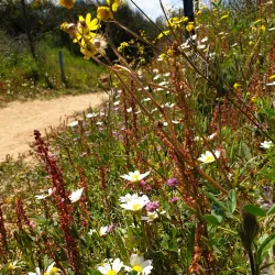 Surrounding Natural Trails - Taibe
