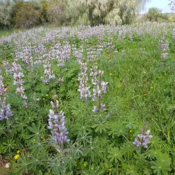 Surrounding Natural Trails - Taibe