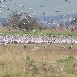Agamon Hula Nature Reserve - Tiberias