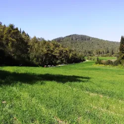 Menashe Forest - Tirat Carmel
