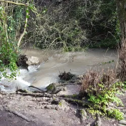 Menashe Forest - Tirat Carmel
