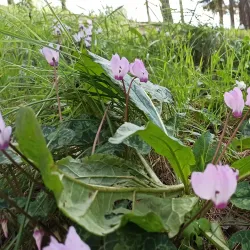 Menashe Forest - Tirat Carmel