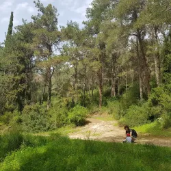 Menashe Forest - Tirat Carmel