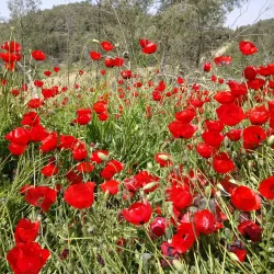 Menashe Forest - Tirat Carmel