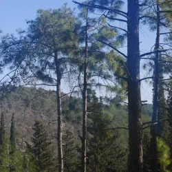 Menashe Forest - Tirat Carmel