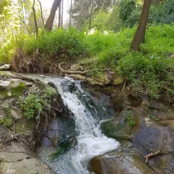 Menashe Forest - Tirat Carmel