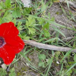 Menashe Forest - Tirat Carmel