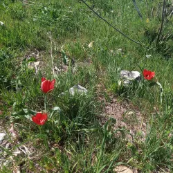 Menashe Forest - Tirat Carmel