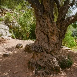 Hiking Trails Around Tzur Hadassah - Tzur Hadassah