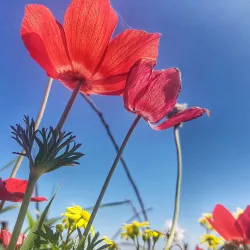 Jerusalem Hills Scenic Drive - Tzur Hadassah