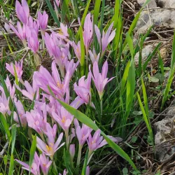 Jerusalem Hills Scenic Drive - Tzur Hadassah