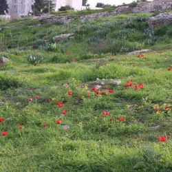 Jerusalem Hills Scenic Drive - Tzur Hadassah