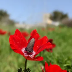 Jerusalem Hills Scenic Drive - Tzur Hadassah