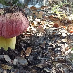 Tzur Hadassah Forest - Tzur Hadassah