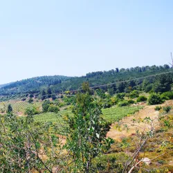 Tzur Hadassah Forest - Tzur Hadassah
