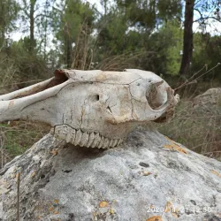 Tzur Hadassah Forest - Tzur Hadassah