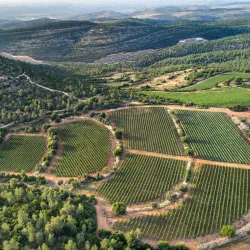 Agricultural Fields and Vineyards - Tzur Moshe