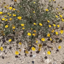 Nearby Kibbutz Visits - Tzur Moshe