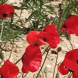 Nearby Kibbutz Visits - Tzur Moshe