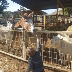 Nearby Kibbutz Visits - Tzur Moshe