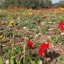 Mount Carmel National Park (nearby) - Yokneam Illit