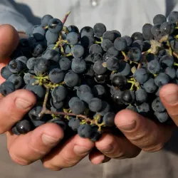 Zikhron Ya'akov Wineries - Zikhron Ya'akov