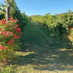 Local Wineries and Vineyards - Acqualagna PU