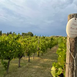 Local Wineries and Vineyards - Acqualagna PU