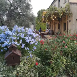 Local Wineries and Vineyards - Acqualagna PU