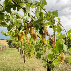 Local Wineries and Vineyards - Acqualagna PU