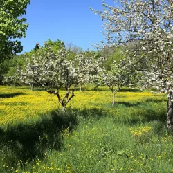 Parco dei Pini - Acquapendente