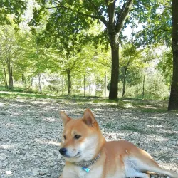 Parco dei Pini - Acquapendente