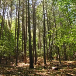 Sanctuary of the Madonna del Fiore - Acquapendente